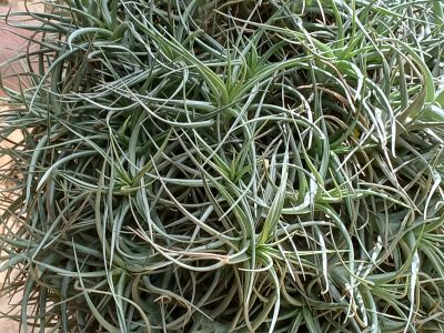 Tillandsias