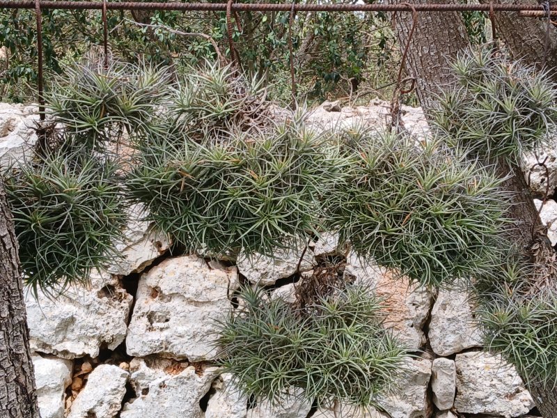 Tillandsias
