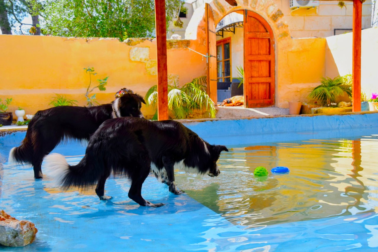 TINA DOG PARADISE