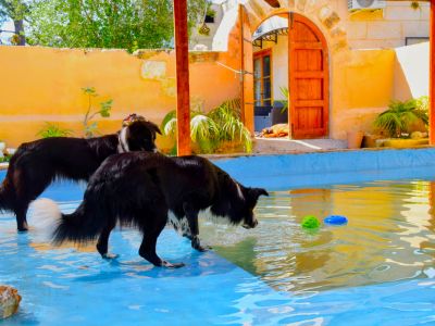 TINA DOG PARADISE