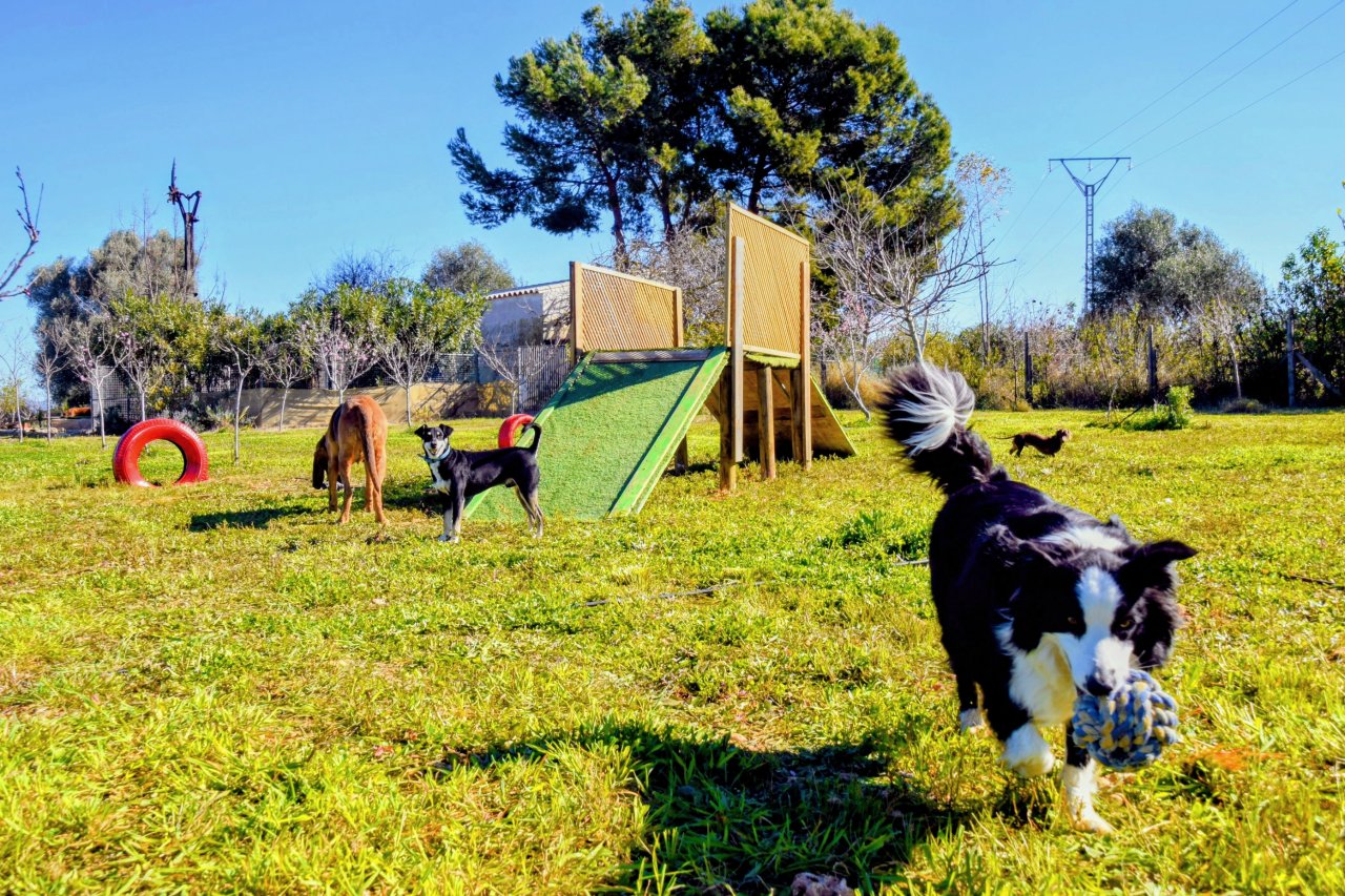 TINA DOG PARADISE