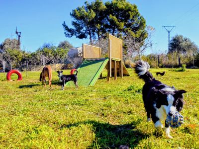 TINA DOG PARADISE