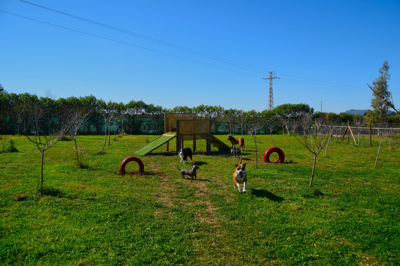 TINA DOG PARADISE