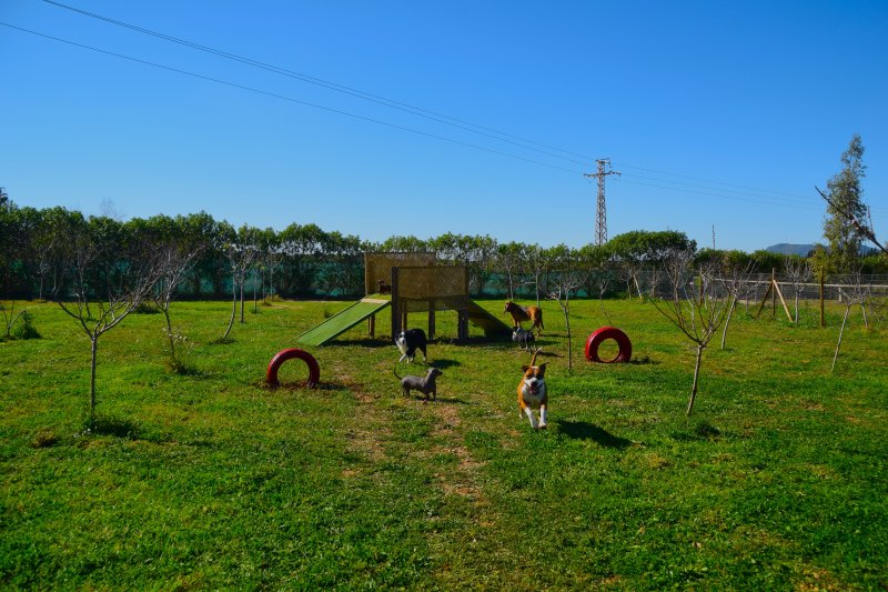 TINA DOG PARADISE