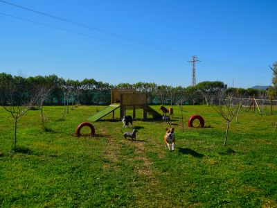 TINA DOG PARADISE
