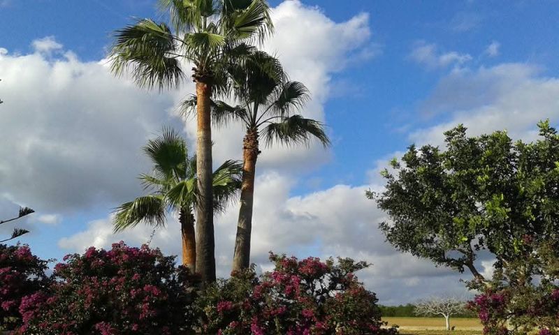 Prime location near Porto Cristo — beautiful finca for sale