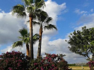 Prime location near Porto Cristo — beautiful finca for sale