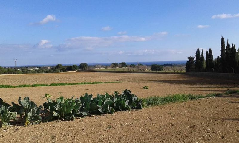 Prime location near Porto Cristo — beautiful finca for sale