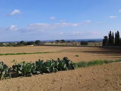 Prime location near Porto Cristo — beautiful finca for sale