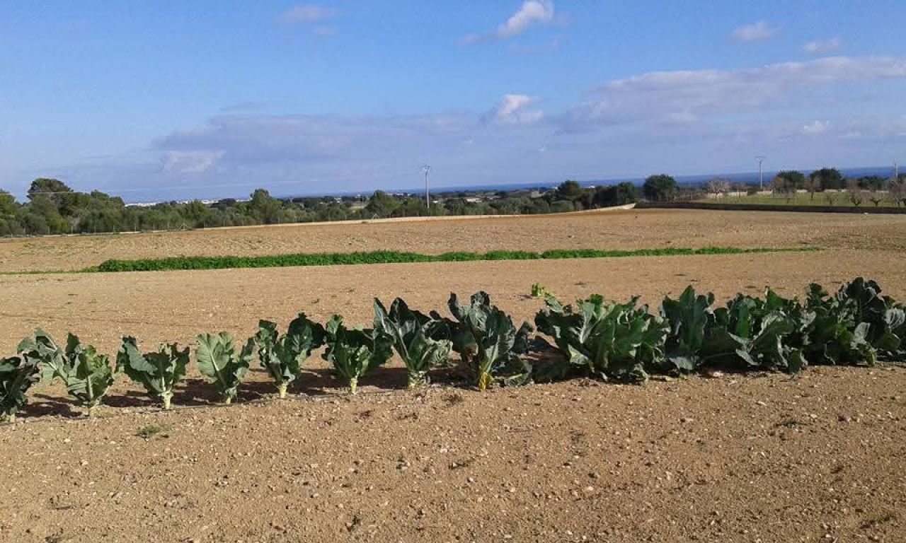 Prime location near Porto Cristo — beautiful finca for sale