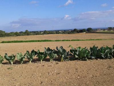 Prime location near Porto Cristo — beautiful finca for sale