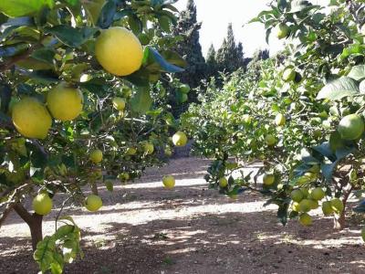 Prime location near Porto Cristo — beautiful finca for sale