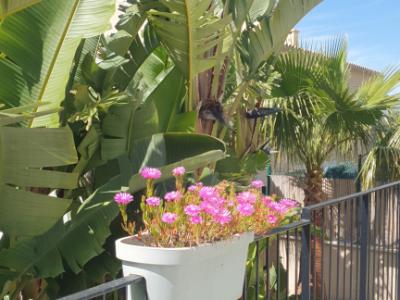 Traum Neubau Doppelhaus Hälfte mit Blick auf die Bucht von Palma in Sa Cabaneta unweit des Golfplatz