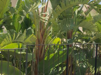Traum Neubau Doppelhaus Hälfte mit Blick auf die Bucht von Palma in Sa Cabaneta unweit des Golfplatz
