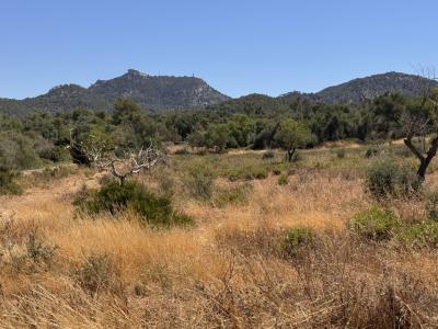 Traumgrundstück mit Basisprojekt inmitten der Natur bei Es Carrixto- Felanitx