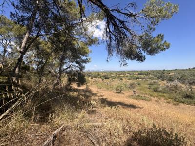 Traumgrundstück mit Basisprojekt inmitten der Natur bei Es Carrixto- Felanitx