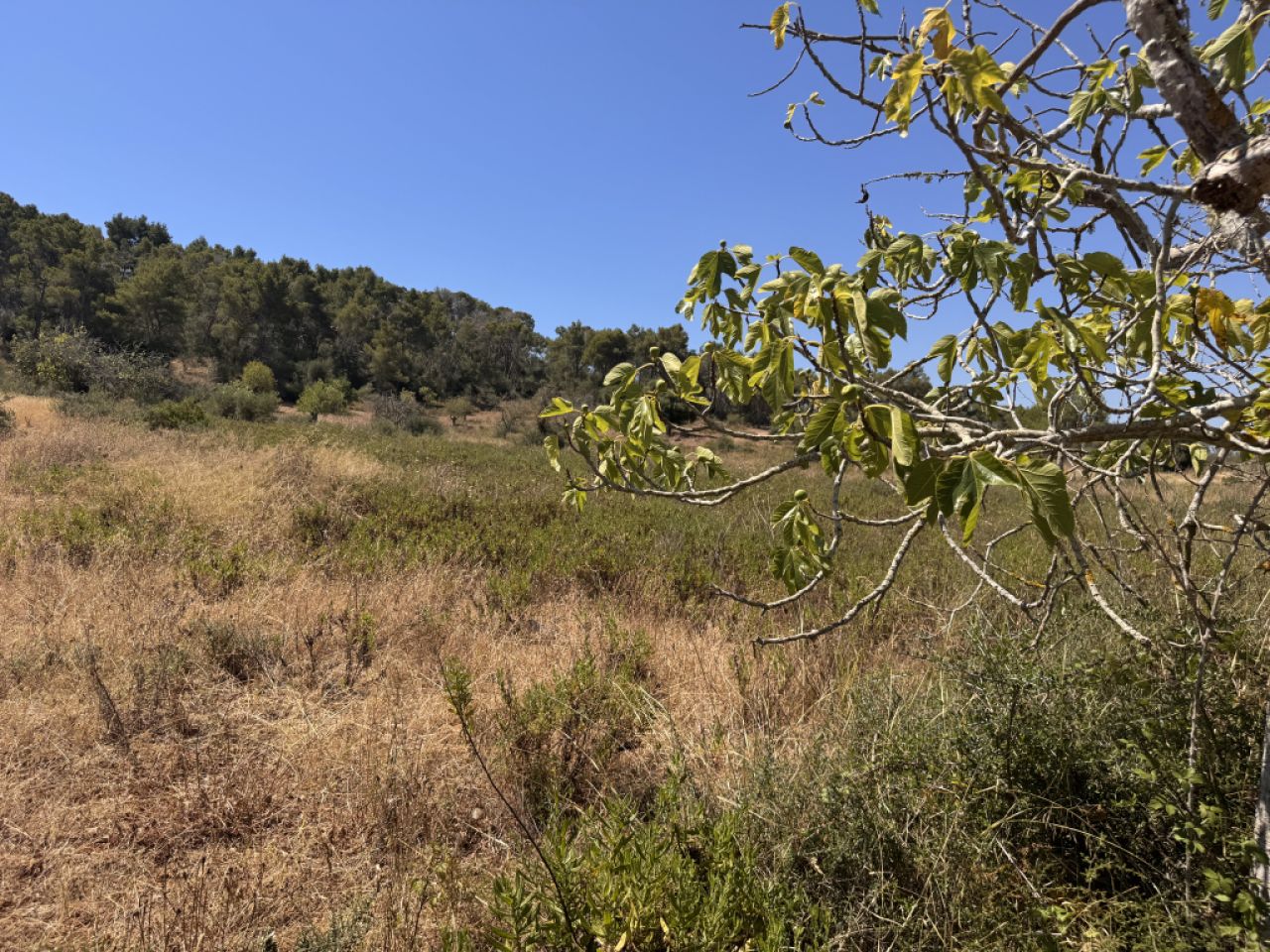 Traumgrundstück mit Basisprojekt inmitten der Natur bei Es Carrixto- Felanitx