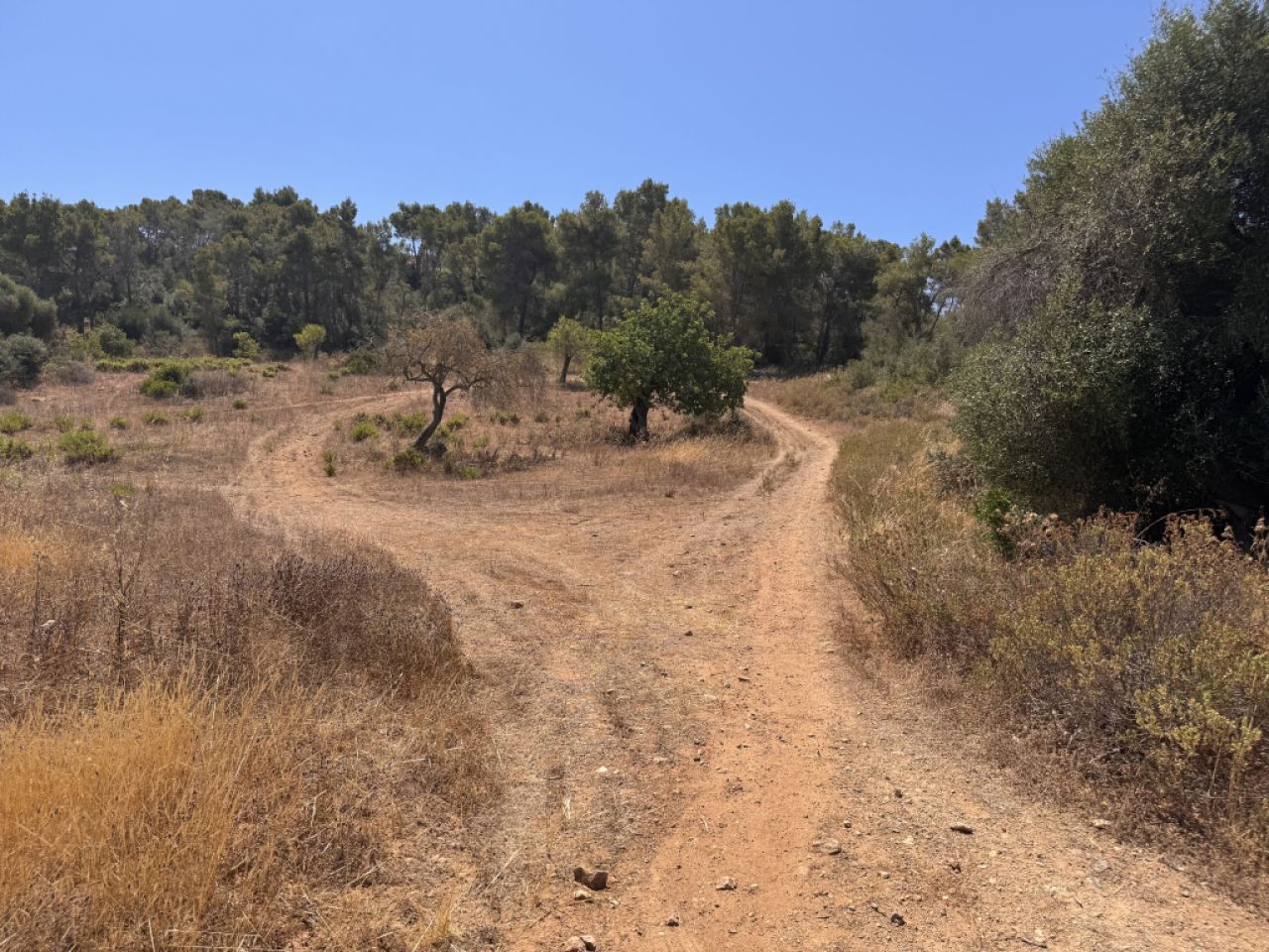 Traumgrundstück mit Basisprojekt inmitten der Natur bei Es Carrixto- Felanitx