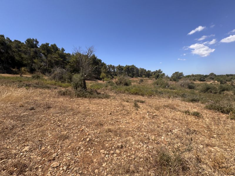 Traumgrundstück mit Basisprojekt inmitten der Natur bei Es Carrixto- Felanitx