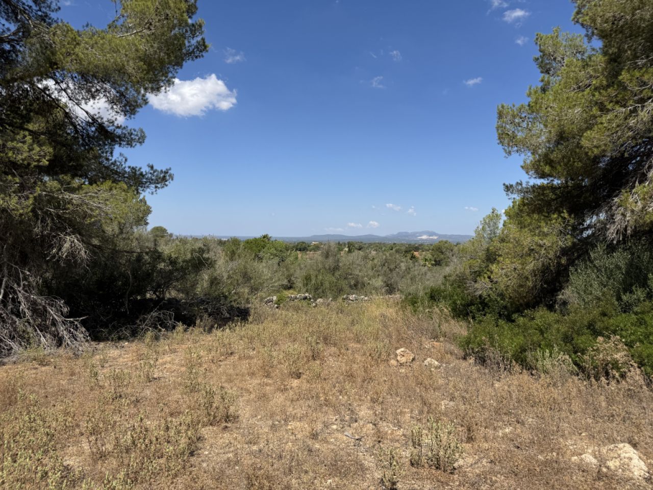 Traumgrundstück mit Basisprojekt inmitten der Natur bei Es Carrixto- Felanitx