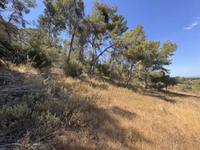 Traumgrundstück mit Basisprojekt inmitten der Natur bei Es Carrixto- Felanitx