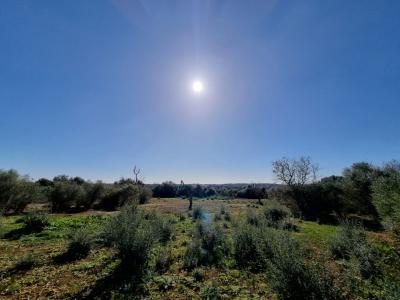 Traumhaftes Rustico Grundstück in Cas Concos mit Baugenehmigung