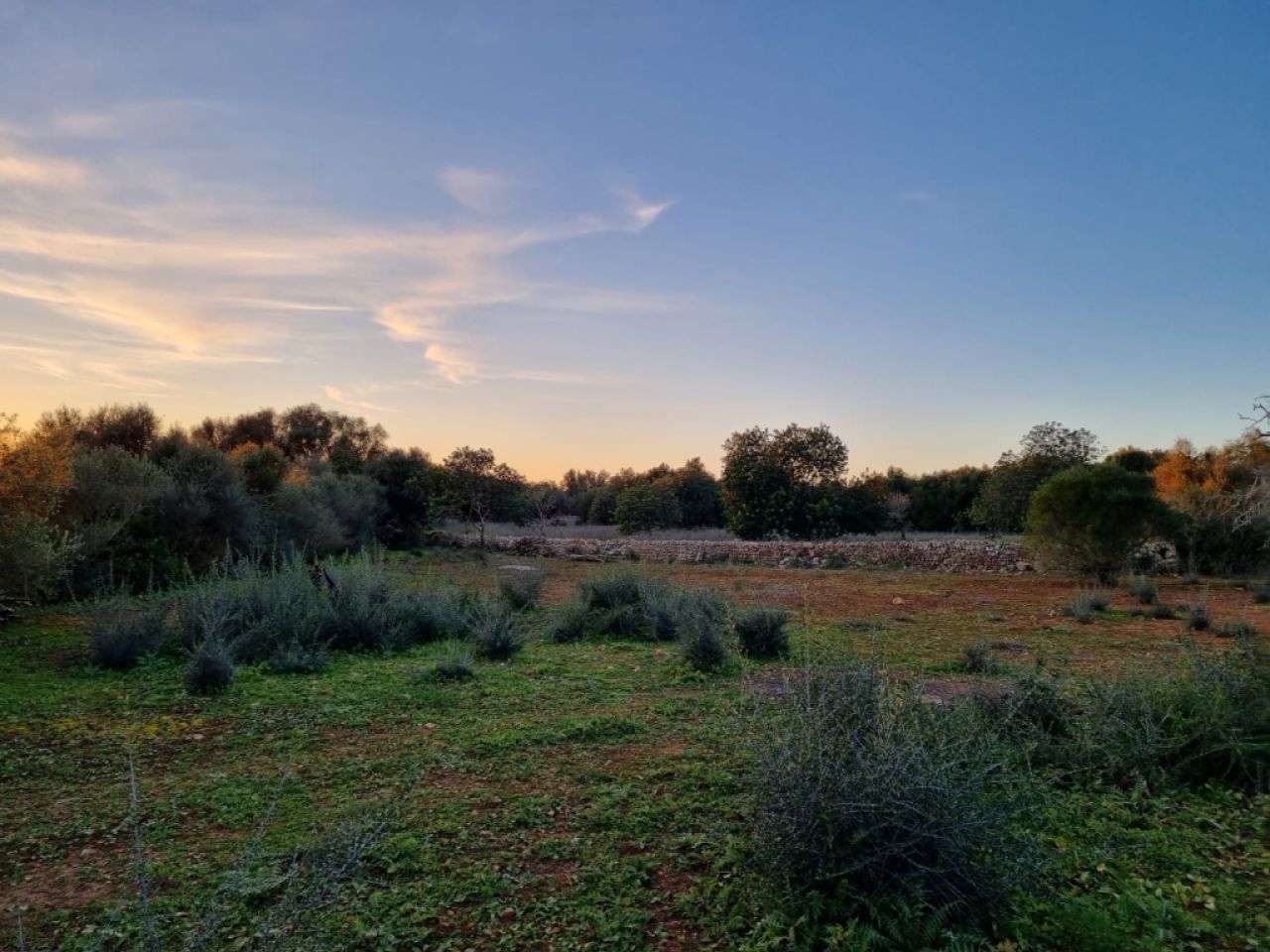 Traumhaftes Rustico Grundstück in Cas Concos mit Baugenehmigung