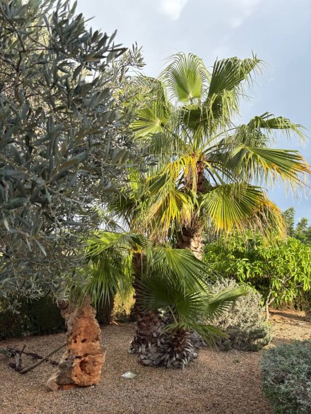 Finca de ensueño busca compañero de piso