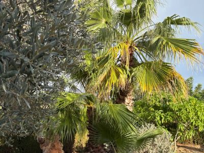 Finca de ensueño busca compañero de piso