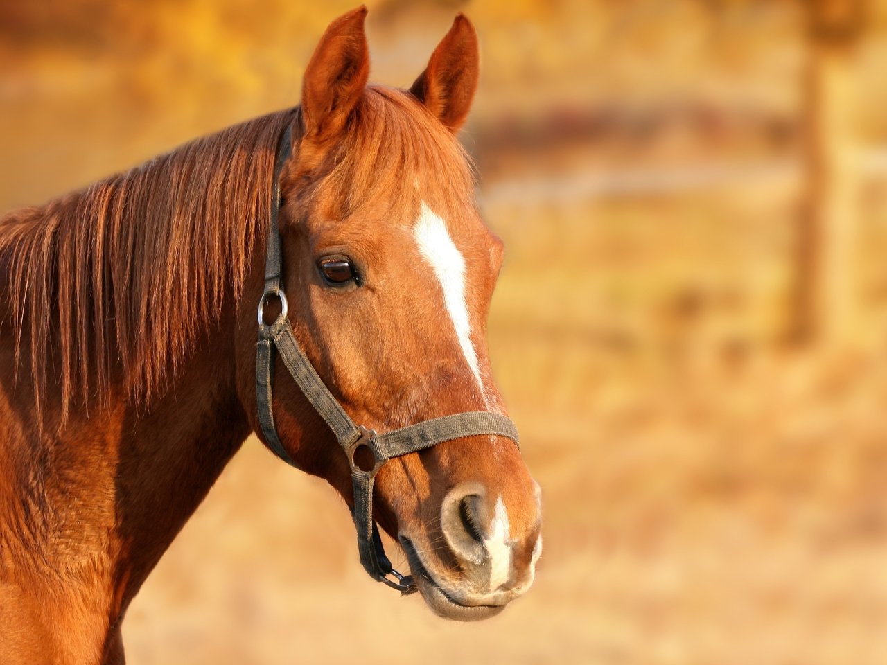 Support with training and riding lessons