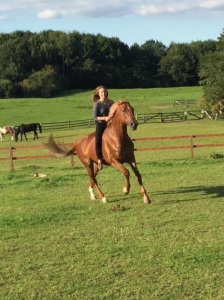 Help wanted for horse, dog & finca?