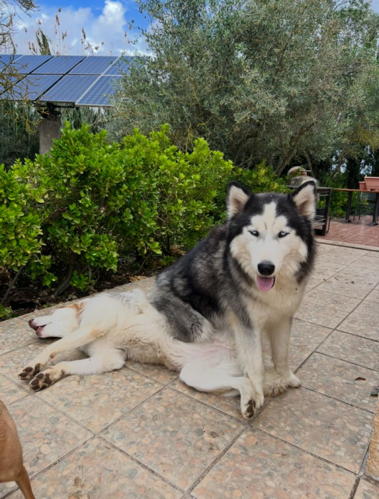 Vacaciones para su perro: ¡perro sentado bajo los olivos!