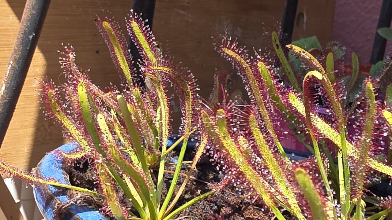 Verkaufe fleischfressende Pflanze , Sonnentau ( drosera capensis )
