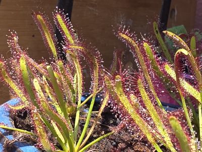 Verkaufe fleischfressende Pflanze , Sonnentau ( drosera capensis )
