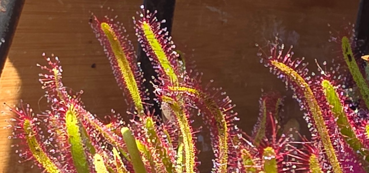 Verkaufe fleischfressende Pflanze , Sonnentau ( drosera capensis )