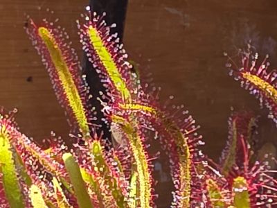 Verkaufe fleischfressende Pflanze , Sonnentau ( drosera capensis )