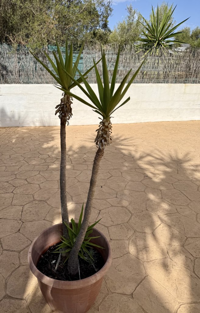 Yuccas de varios tamaños, aloe y otras plantas verdes