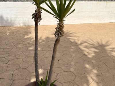 Yuccas de varios tamaños, aloe y otras plantas verdes