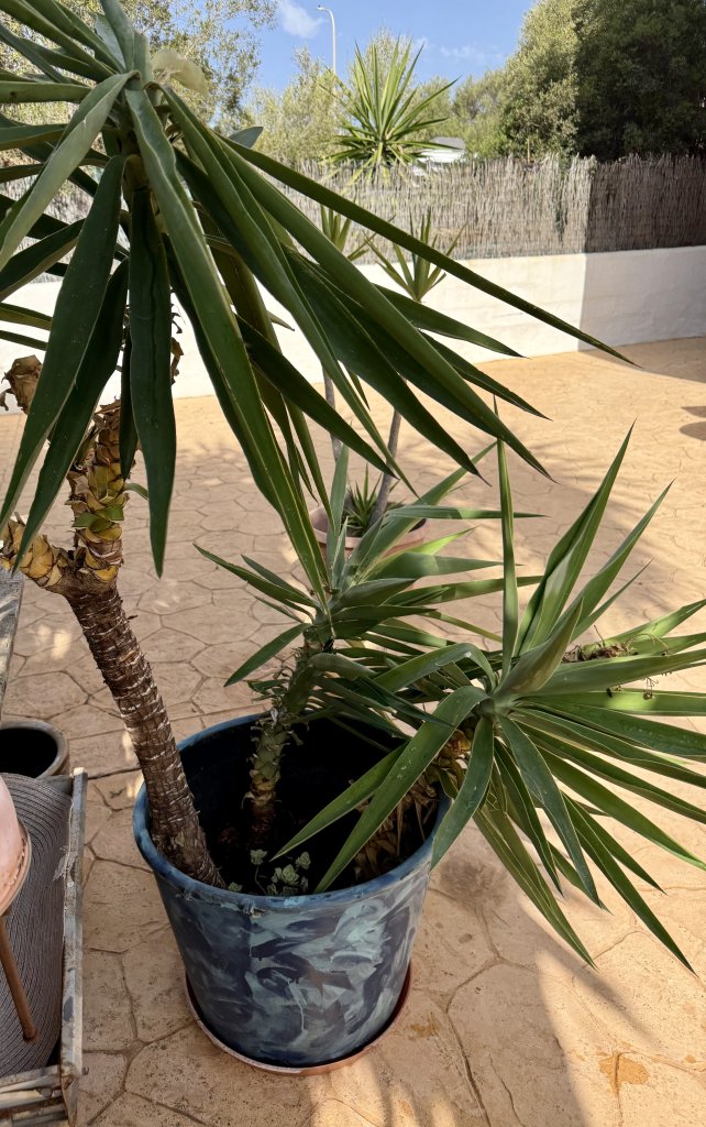 Yuccas de varios tamaños, aloe y otras plantas verdes