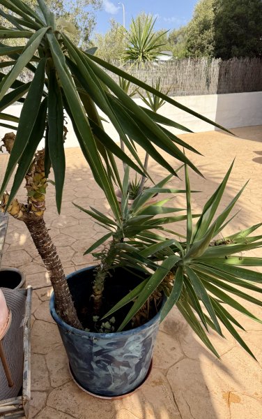 Yuccas de varios tamaños, aloe y otras plantas verdes