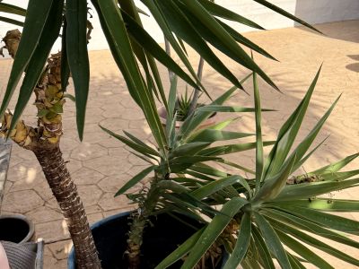 Yuccas de varios tamaños, aloe y otras plantas verdes