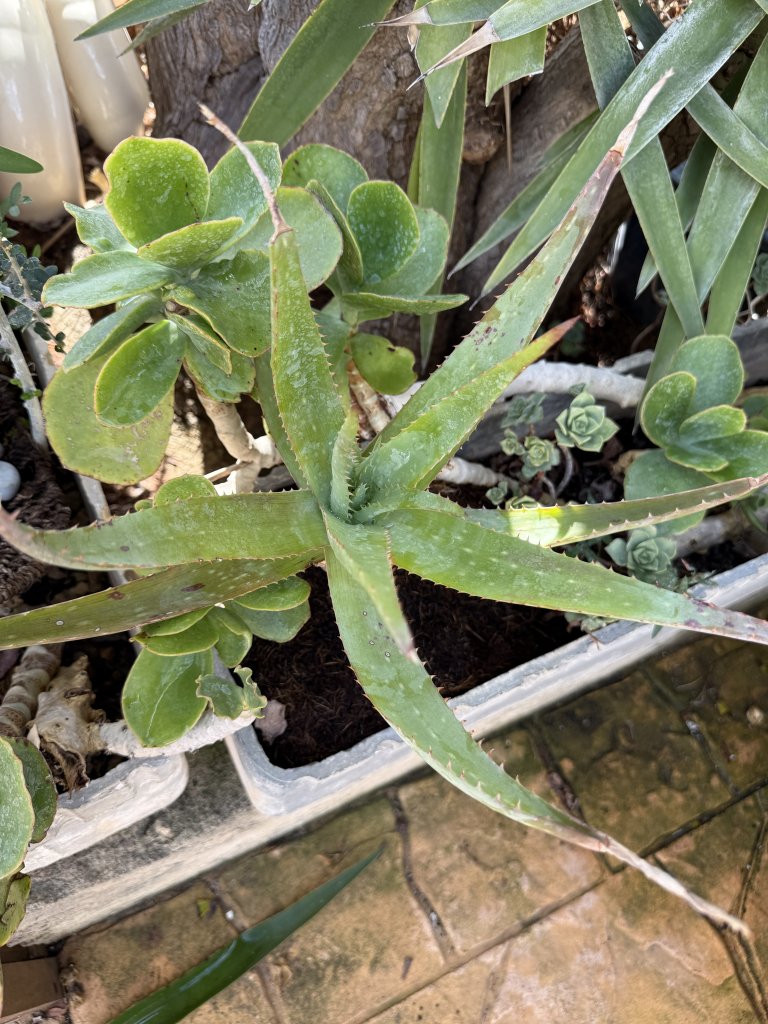 Yuccas de varios tamaños, aloe y otras plantas verdes