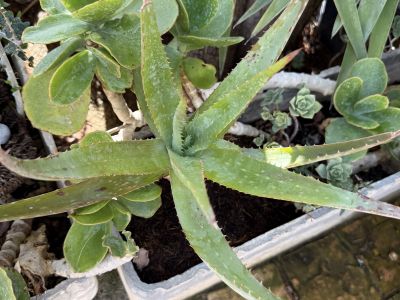 Yuccas de varios tamaños, aloe y otras plantas verdes