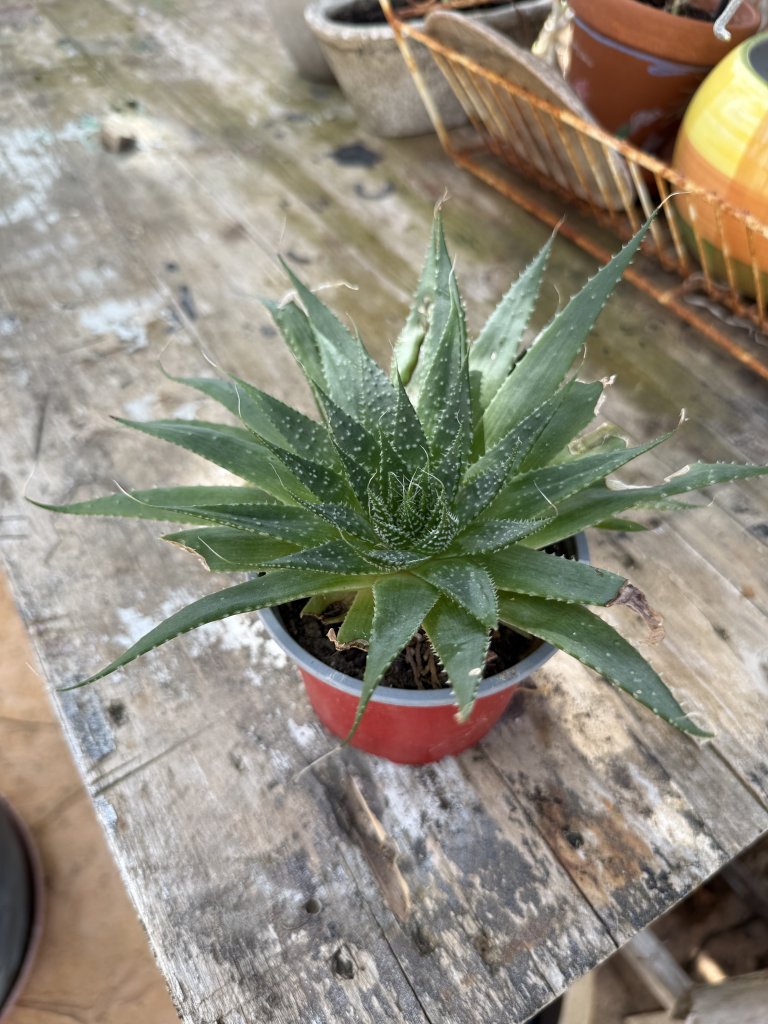 Yuccas de varios tamaños, aloe y otras plantas verdes