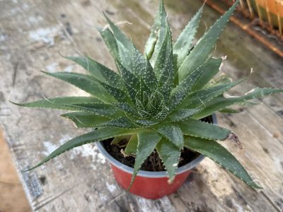 Yuccas de varios tamaños, aloe y otras plantas verdes