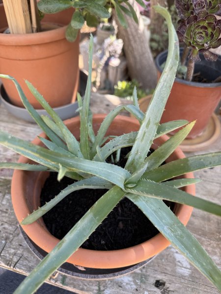 Yuccas de varios tamaños, aloe y otras plantas verdes