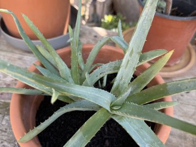 Yuccas de varios tamaños, aloe y otras plantas verdes