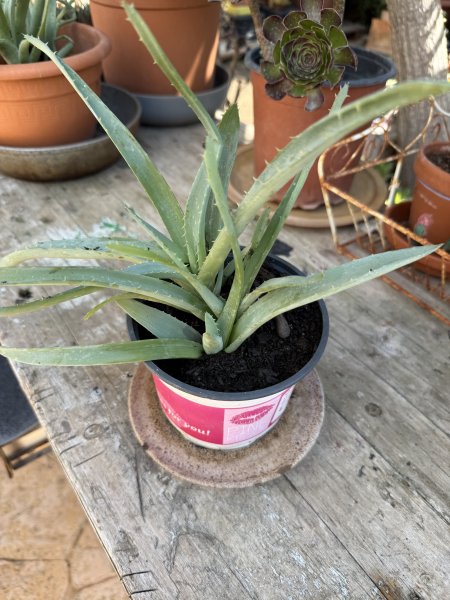Yuccas de varios tamaños, aloe y otras plantas verdes