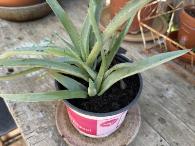 Yuccas de varios tamaños, aloe y otras plantas verdes