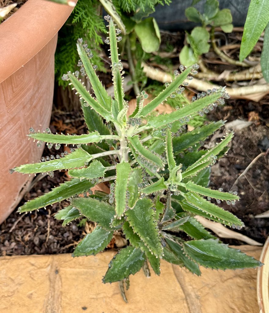 Yuccas de varios tamaños, aloe y otras plantas verdes